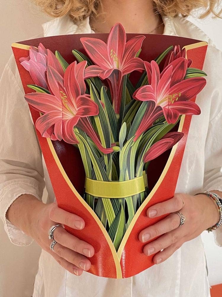 Red Amaryllis