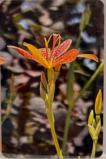 Photo Magnets size 4" x 6"