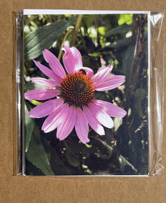 Specialty Note-Cards in Boxed Sets of 6